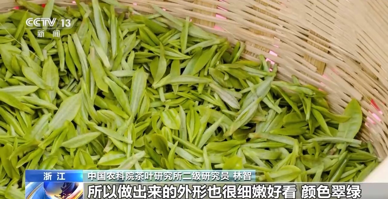 峰期 “明前茶”集中上市有何特点亚游ag电玩绿茶生产交易进入高(图8)